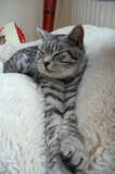 P1010664 Cat asleep on beanbag